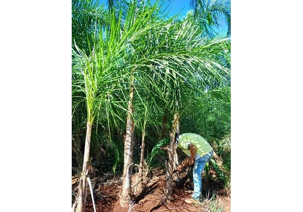 mudas da gueiroba ou guariroba adultas para paisagismo 3 metros