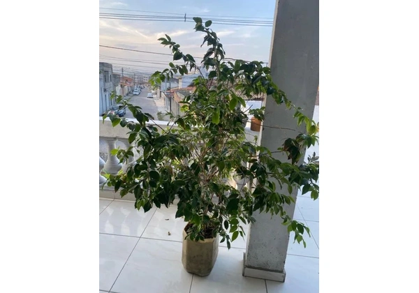 Pé de jabuticaba