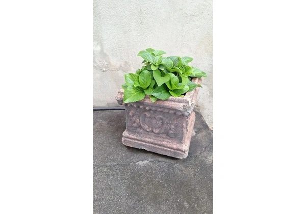 Vasos de plantas: Oferta imperdível para os amantes de plantas