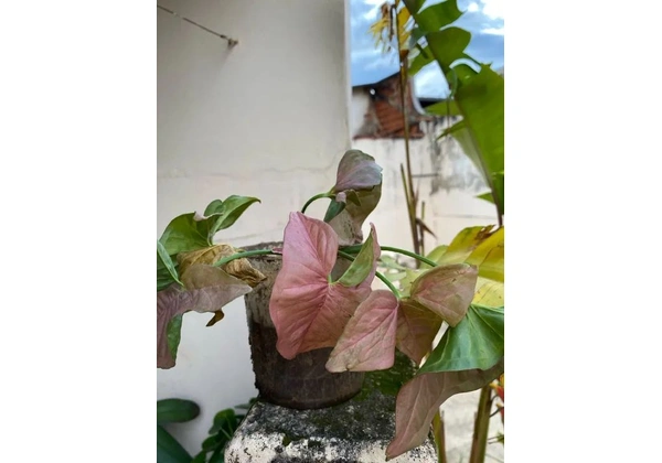 Singonio rosa