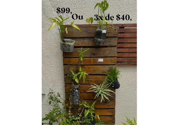 Painel de Madeira com Várias Mudas Diferentes.