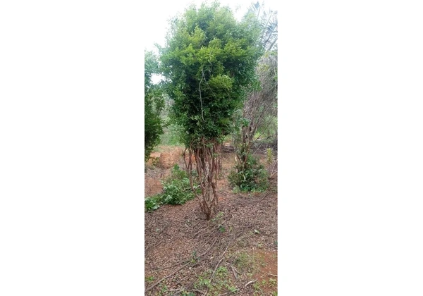 Jabuticaba