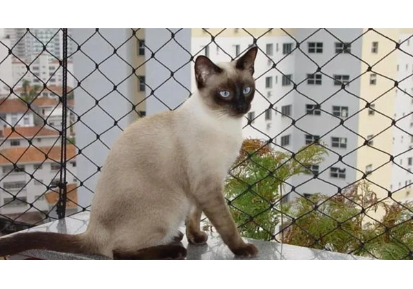 Tela de proteção (serviço) p/ gato ou criança