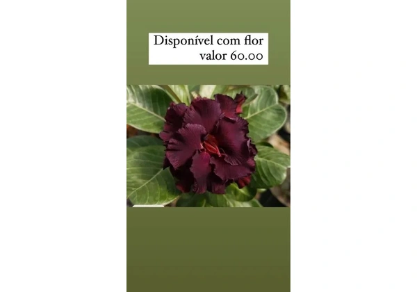 Vendo rosa do deserto