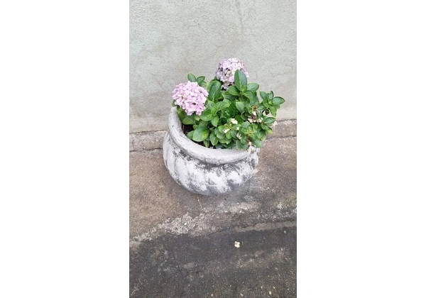 Vasos de plantas: Oferta imperdível para os amantes de plantas