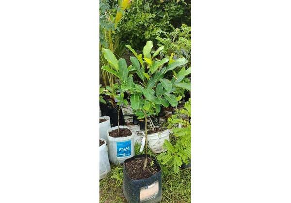 Frutíferas produtivas aqui no Encanto Verde *