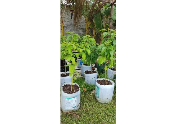 Frutíferas produtivas aqui no Encanto Verde *