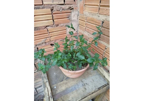 Planta hortelã
