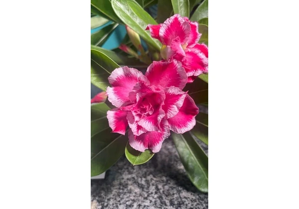 Vendo rosa do deserto