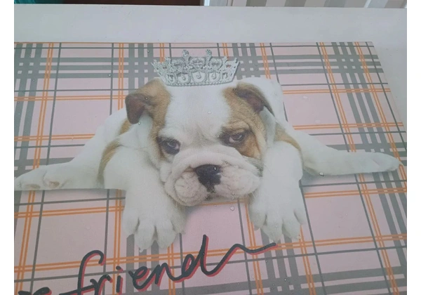 Quadros Cachorrinhos chic friend - 2 por 20