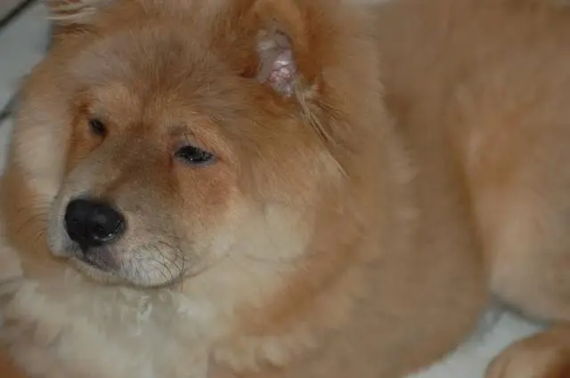 Chow chow procura namorada