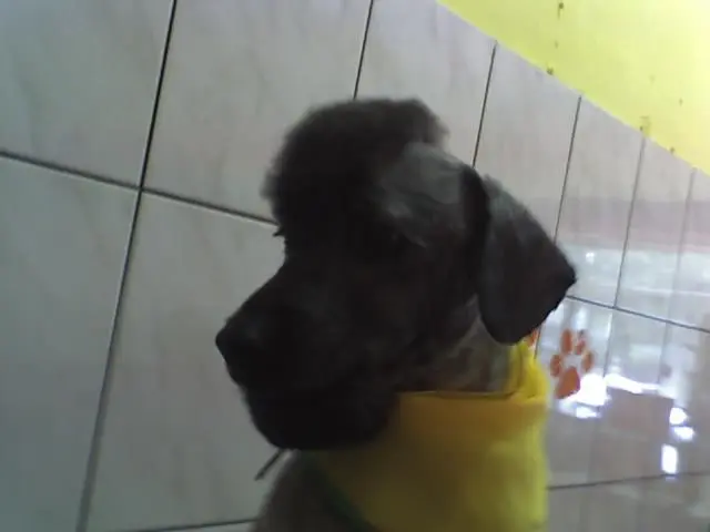 PET PATINHAS