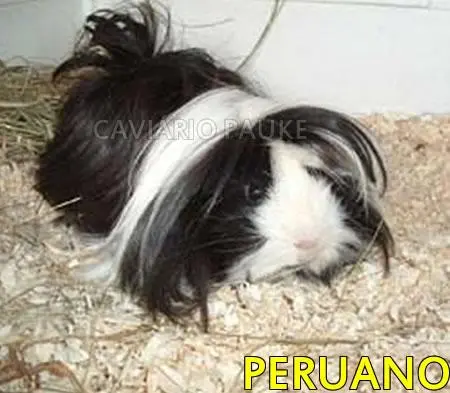 FILHOTES DE PORQUINHO DA INDIA
