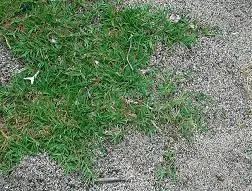 FAÇA SEU GRAMADO C / SEMENTES DE GRAMA BERMUDAS COM BAIXO CUSTO