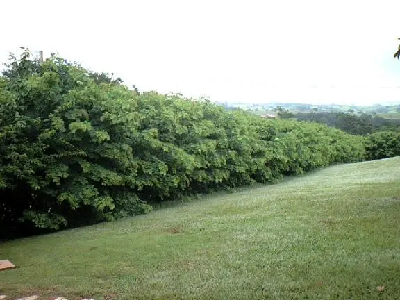 PROTEJA SUA PROPRIEDADE GASTANDO POUCO COM CERCA VIVA SANSÃO DO CAMPO