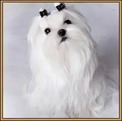 INCRIVELMENTE MICROS YORKSHIRE TERRIER BICHON HAVANÊS E MALTÊS