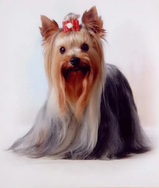 INCRIVELMENTE MICROS YORKSHIRE TERRIER BICHON HAVANÊS E MALTÊS