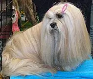 INCRIVELMENTE MICROS YORKSHIRE TERRIER BICHON HAVANÊS E MALTÊS