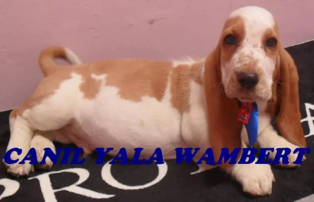 BASSET HOUND MACHO, TRICOLOR E BICOLOR SUPER PROMOÇAO