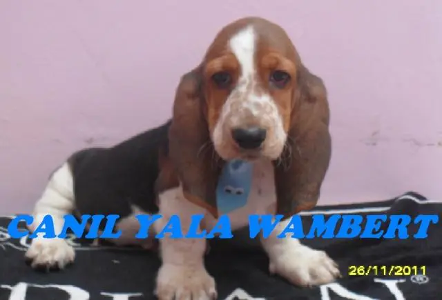 BASSET HOUND MACHO, TRICOLOR E BICOLOR SUPER PROMOÇAO