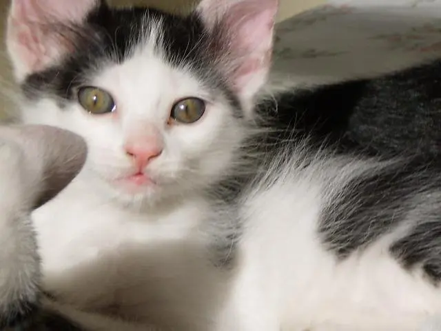Filhote de gato