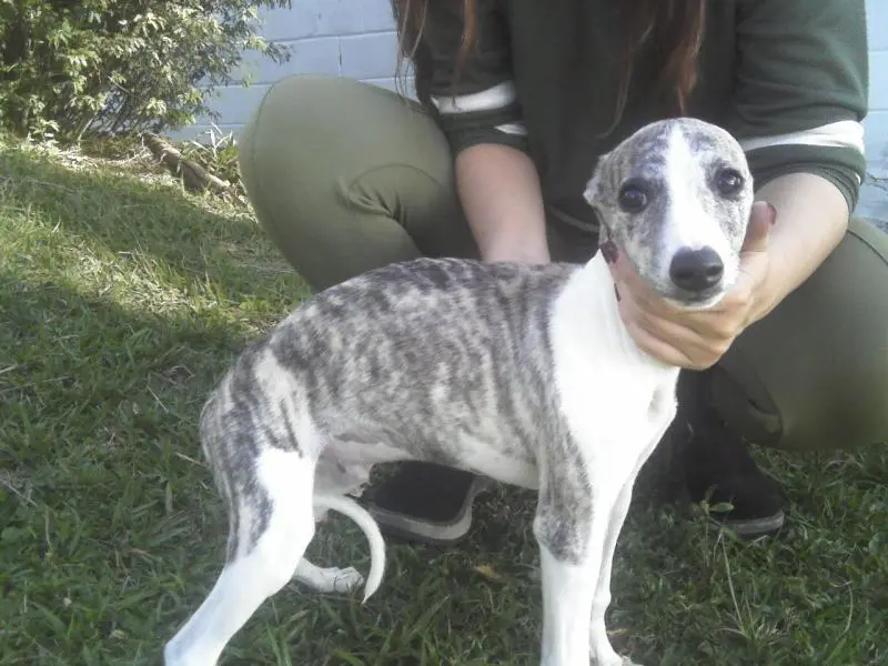 WHIPPET LINDOS FILHOTES DISPONIVEIS OTIMA LINHAGEM E PADRÃO