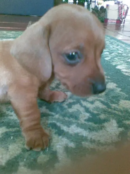 DACHSHUND MINIATURA LINDOS FILHOTES DISPONIVEIS