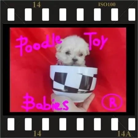 POODLE MICRO, POODLE MICRO TOY, POODLE DE BOLSO, POODLE O, POODLE MINIATURA, POODLE TOY, POODLES