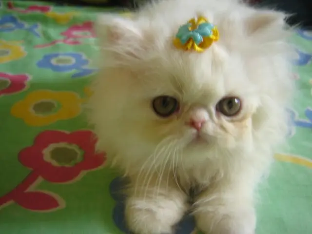 Para tudo que está fazendo gatos persa estou vedendo
