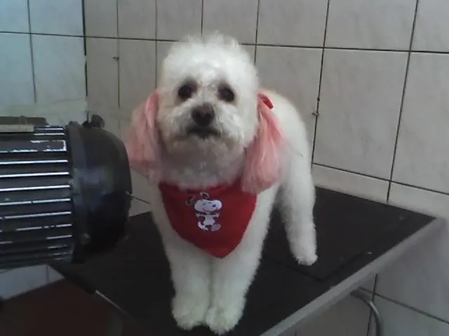 PET PATINHAS