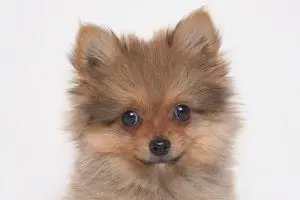 Filhote de Lulu da pomerania spitz alemao preto