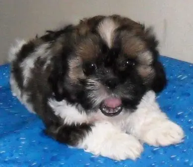 Cachorros, filhotes, raça, shih tzu, Porto Alegre