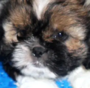 Porto Alegre, Filhote, cachorro, raça, shih tzu