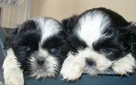 Filhote, raça, shih tzu, Porto Alegre, Pet Shop