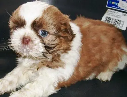 Pet Shop, venda, shih tzu, Porto Alegre