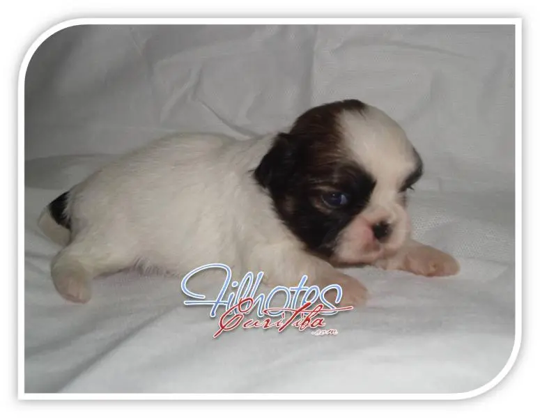 SHIH-TZU LINDOS FILHOTES EM CURITIBA