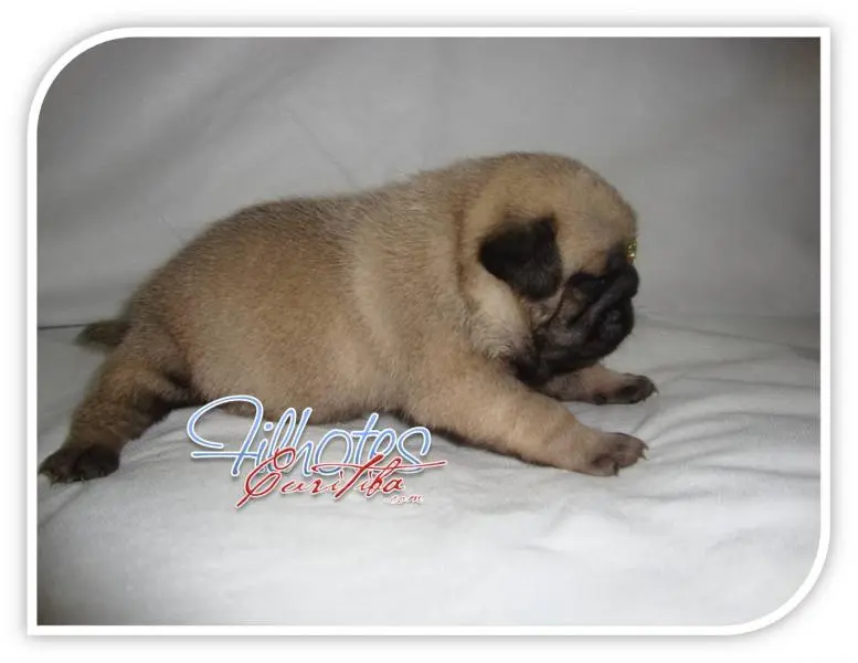PUG FILHOTES ALTO PADRÃO DE QUALIDADE