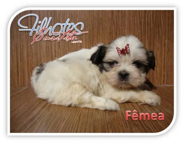YORKSHIRE, SHIH-TZU e MALTÊS LINDOS FILHOTES EM CURITIBA