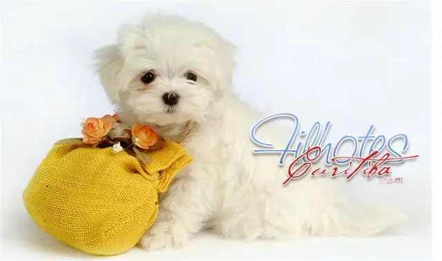 YORKSHIRE, SHIH-TZU e MALTÊS LINDOS FILHOTES EM CURITIBA
