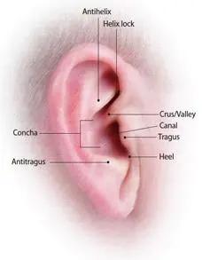 Fones para músicos - Fones para cantores
