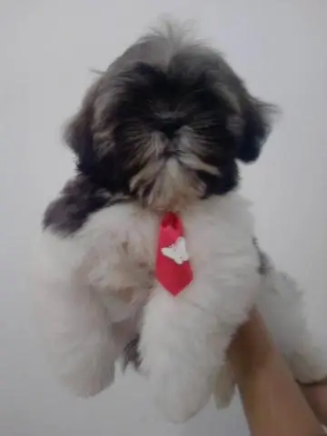Filhotes de Yorkshire / Lhasa / Shih Tzu / Poodle