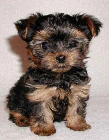 Filhotes de Yorkshire / Lhasa / Shih Tzu / Poodle