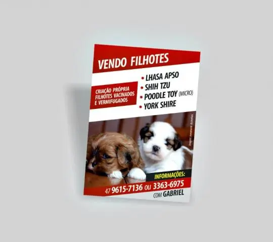 Filhotes de Yorkshire / Lhasa / Shih Tzu / Poodle