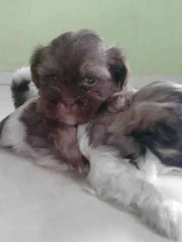 Filhotes de Poodle Micro Toy