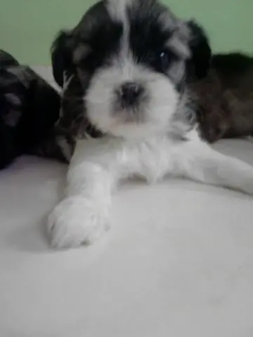 Filhotes de Poodle Micro Toy