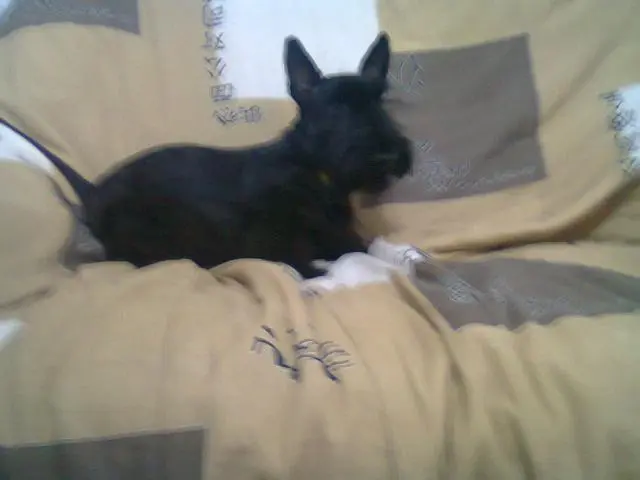scottish terrier com 7 meses