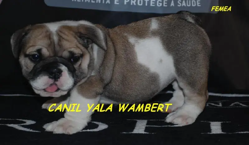 BULLDOG INGLÊS