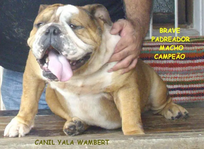 BULLDOG INGLÊS