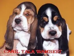 Basset Hound