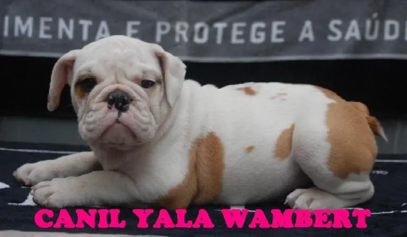 BULLDOG INGLÊS LINDAS FÊMEAS PROMOÇÃO DE CARNAVAL